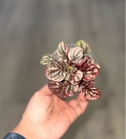 Pepperomia reddish/purple/green goth vibes