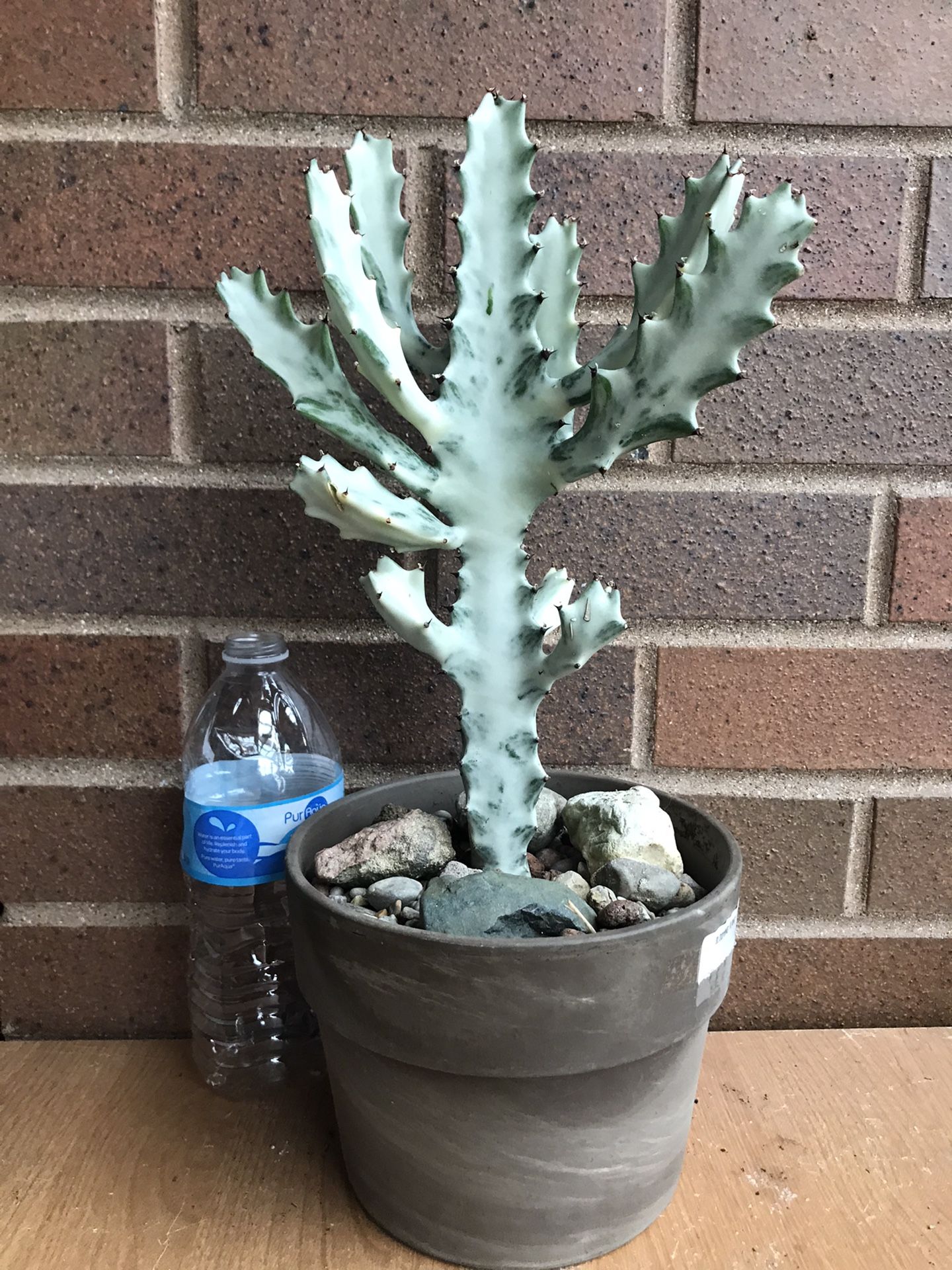 Euphorbia Dragon 🐉 tree 🌳 🦴 bones with a ceramic pot