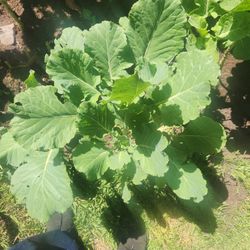 Collard Greens 2ea.( Young Tree Collard Plant 