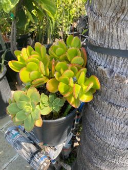 Jade Plant Succulent in Black Pot