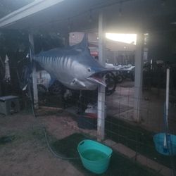 11 1/2 Foot Marlin fish Fiberglass
