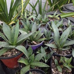Blue/green Agave 2"-4" Pots