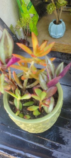 Planta Natural