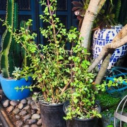 Elephant Bush Jade Plant Succulents 🐘🌱