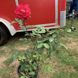 Outdoor rose