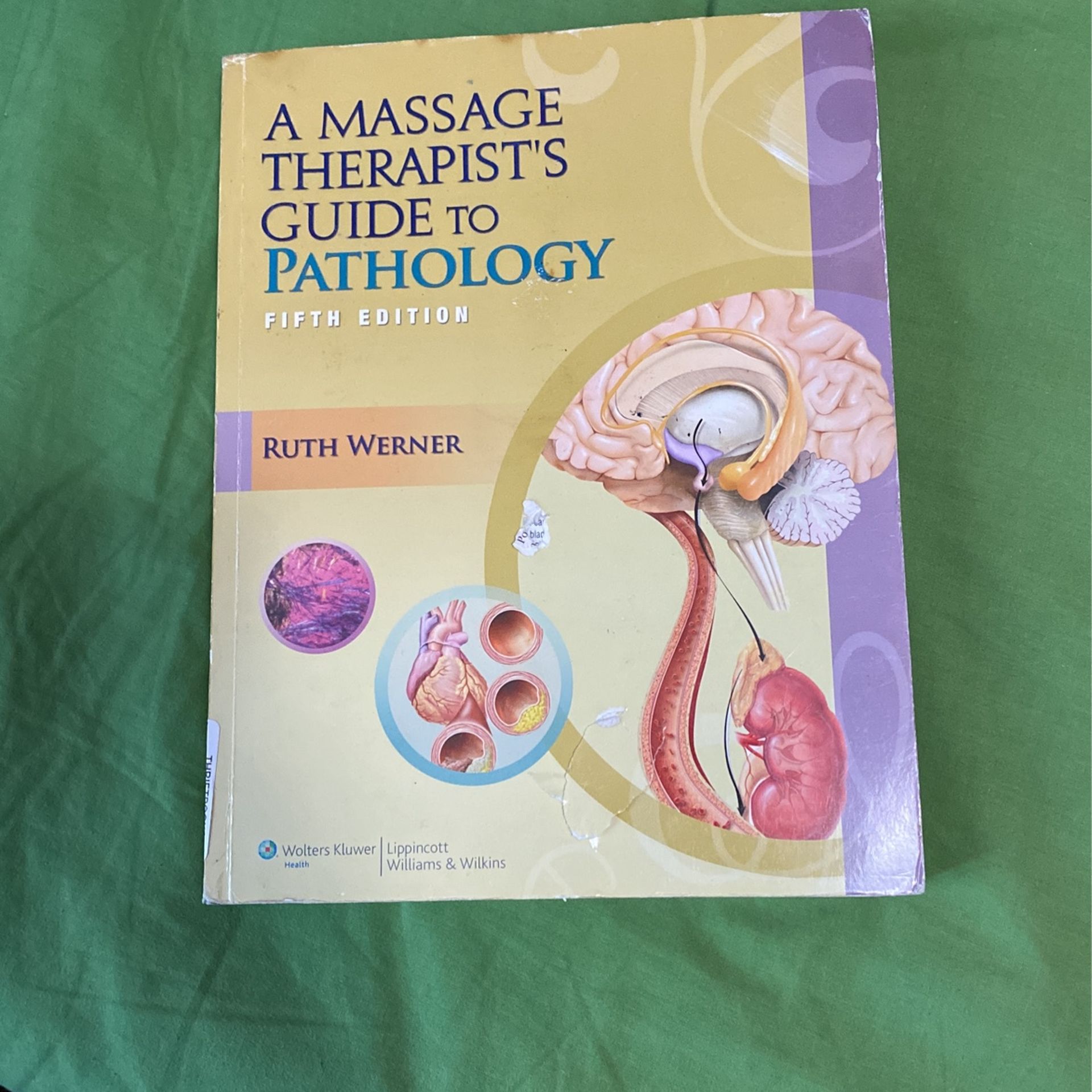 A Massage Therapist’s Guide To Pathology 