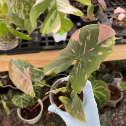 Syngonium Pink Splash