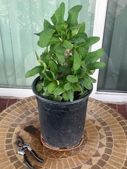 Crown Of Thorns Aloe Vera Elephant Food Plants