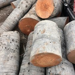 Free Palm tree trunks great for DIY projects great for carving Tikis