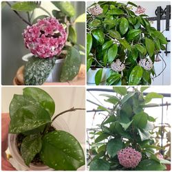 $10+| Rare Hoya carnosa “Freckles Splash” | Rooted, Fragrant, Flowering House Plants | Honey Scented