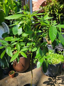 Aguacate tree