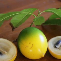 abiu Trees 🌳 In 7gal Arboles  de Pauteria Caimito En  7gal