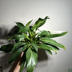 Philodendron Wend Imbe Variegated