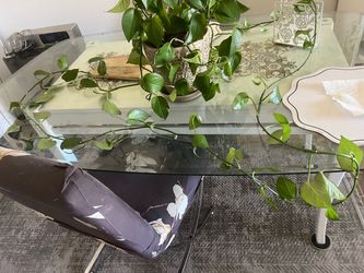 Pototh  indoors plants