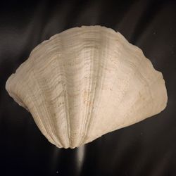Large Clam Shell Hippopus Porcellanus