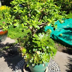 Jade. (w) Surrounding Succulents 