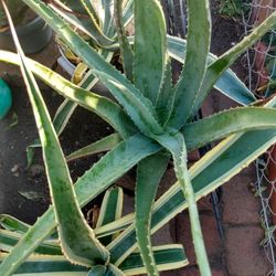 Sabíla (Aloe Vera)