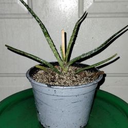 Aloe Plant 