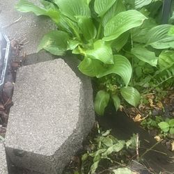 Hostas