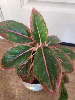 Siam Aurora Chinese Evergreen