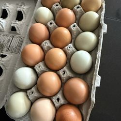 Fresh Eggs $5 Dozen