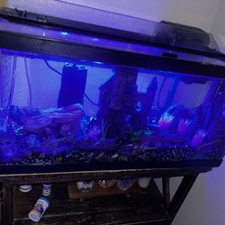 40 Gallon Tank With Everything You Need 