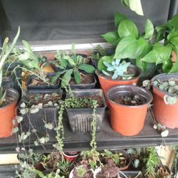 Plant Sale On Mostly Need Gone 