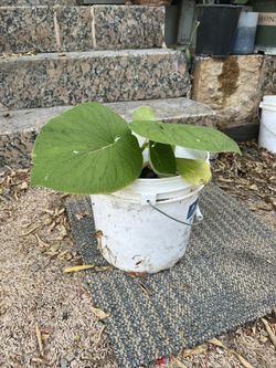 Planta 