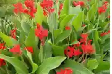 5 Gallon :: Indian shot (Canna indica)