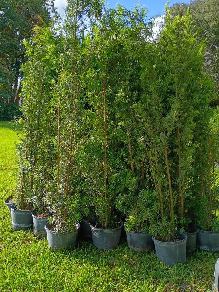 Podocarpus About 7 Feet Tall Instant Primary Hedge For Fence Green Full