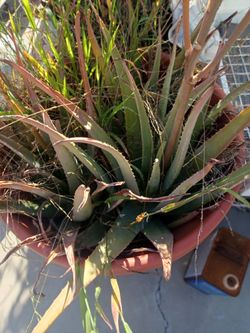 Plants Various Types