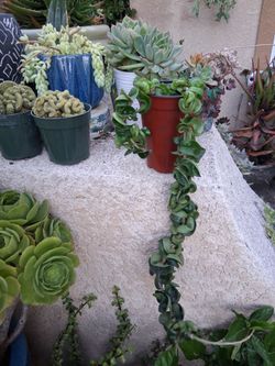 Hoya Hindu Rope Compacta Plant $28