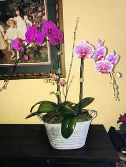 Orchid Arrangements for sale !!