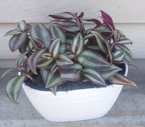 Tradescantia Zebrina plant 🪴