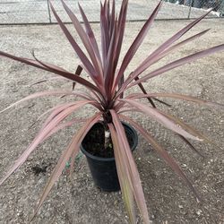 Cordyline