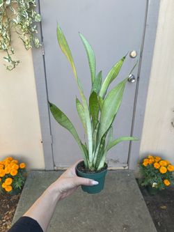 Sansevieria Moonshine Snake Plant 4” Pot