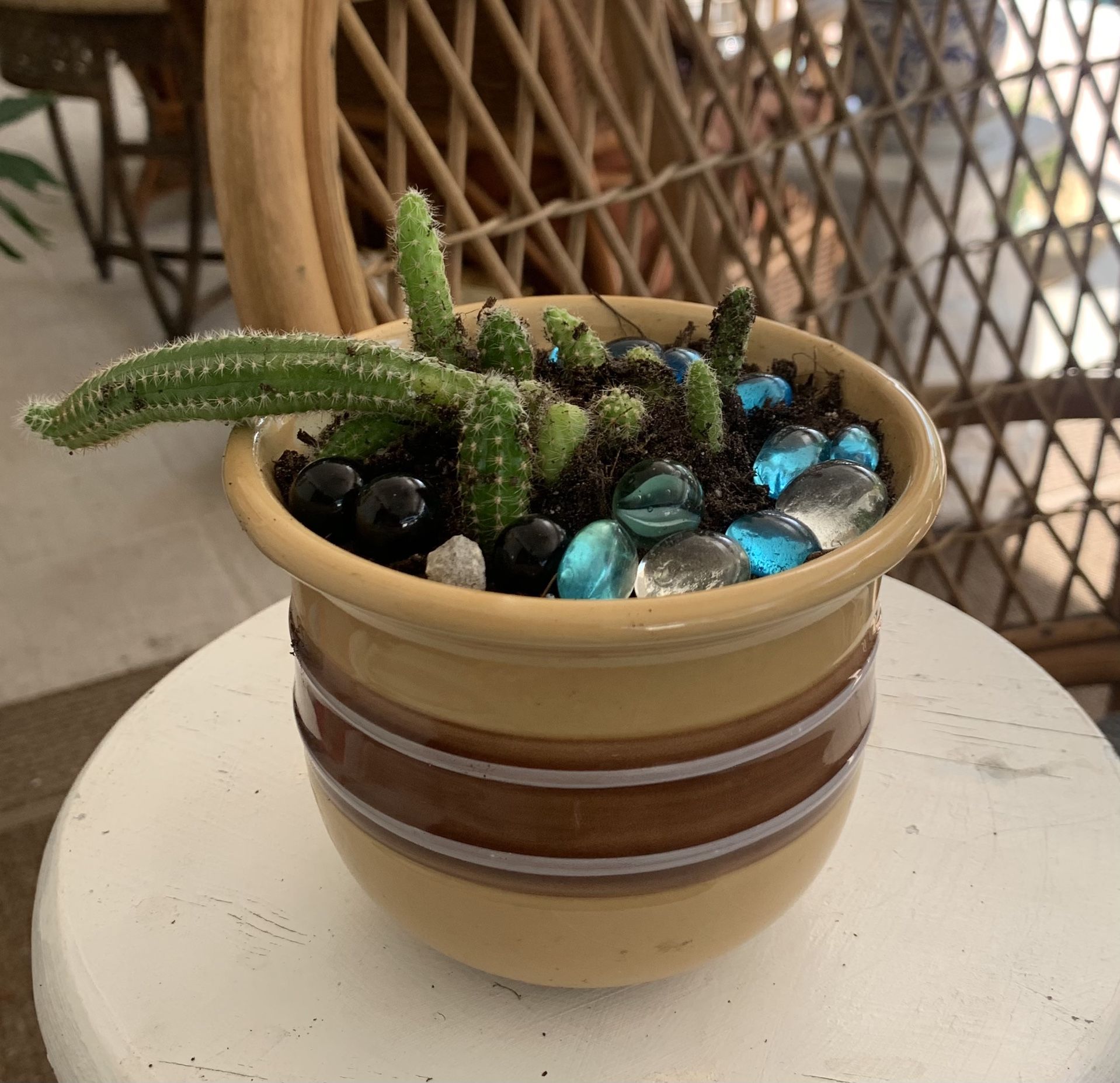 Arrojadoa  Cactus On A Ceramic  Pot