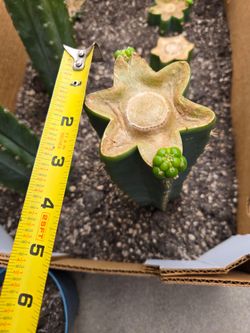 San pedro cactus