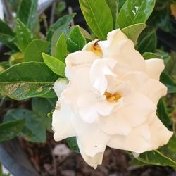 Gardenias Plant.