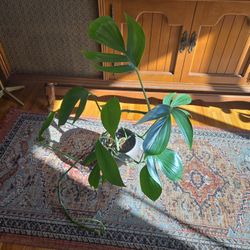 Dragon Tail Philodendron 