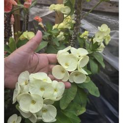 Corona de cristo Planta/ Crown Of Thorns Plant 👑 🪴 