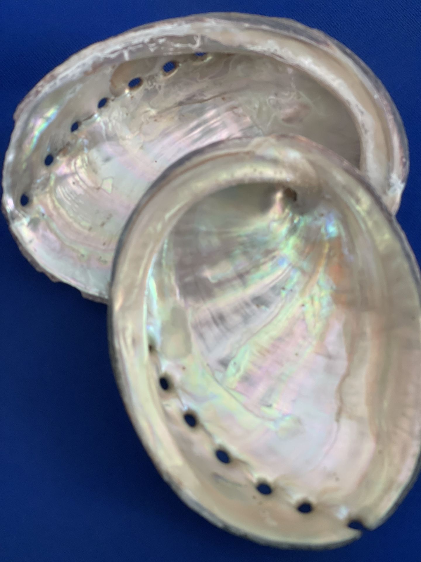 Eight Abalone Shells, ~3 inch long