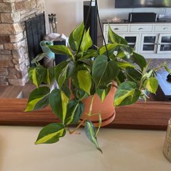 PLANT IN POT