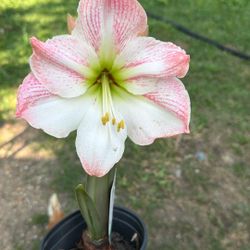 Lily 
