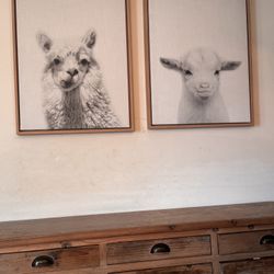 Framed Canvas Animal Photos 