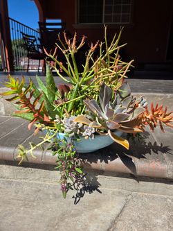 Decoration Suculents Plants Mix