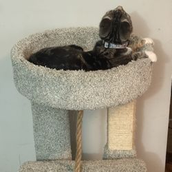 Cat Tree