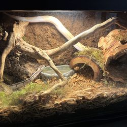 Snake Reptile Tank