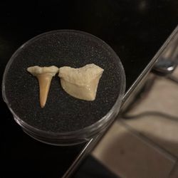 Fossilized Teeth, Shark Or Another Prehistoric Marine Creature