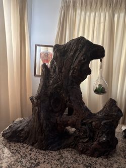 Large Statement Varnished Driftwood & Root Sculpture with Hanging Terrarium